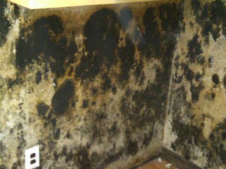 A recent mold removal companies job in the Kensington, MD area